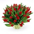 Tulpen rood