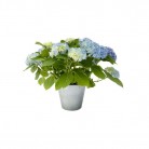 Hortensia in pot